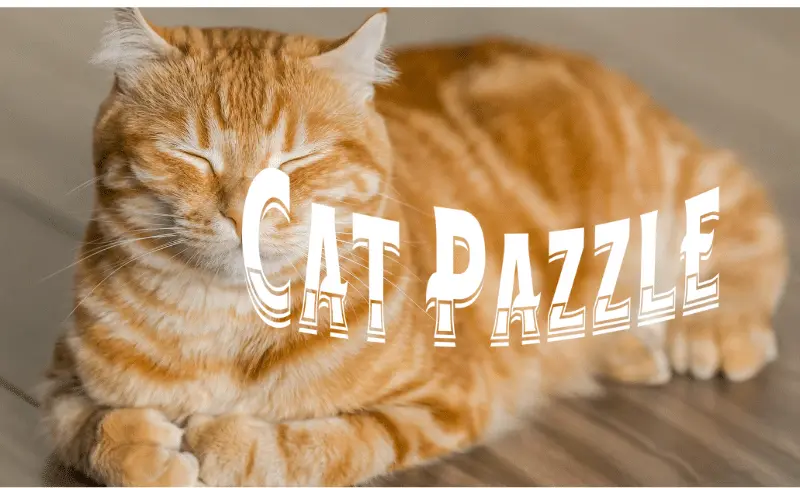 Do puzzle feeders help cats lose weight