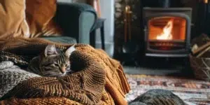 A cat is a social pet. everyone like it